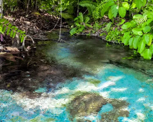 Tiger Cave & Emerald Pool Jungle Tour by TTD